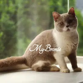 Kucing british shortair lilac bicolor