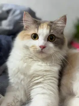 Persian Mix (Calico)