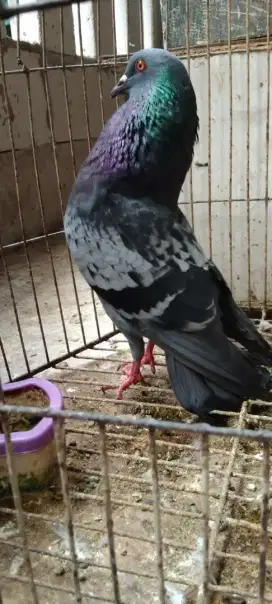 Burung dara dan kandang