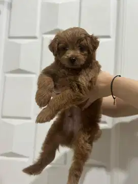 Anak anjing maltipoo poodle maltese betina jantan apricot