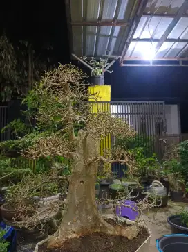 Bonsai serut Medium siap pajang