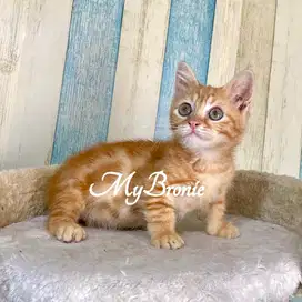 Kucing munckin genetta bsh