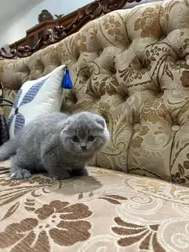 Scottish fold bsh kitten cat / british short hair