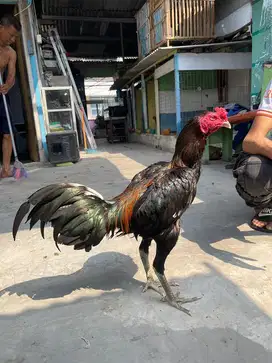 Ayam bangkok mangon