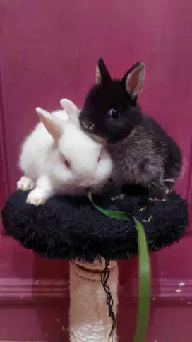 Kelinci Netherland Dwarf