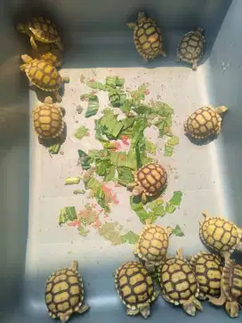 Sulcata cakep grad cb indo