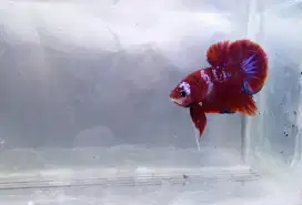 Cupang Plakat Red Galaxy