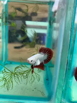 Ikan Cupang Red Dragon Snow Big Color