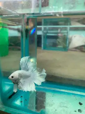 Cupang Halfmoon White Platinum