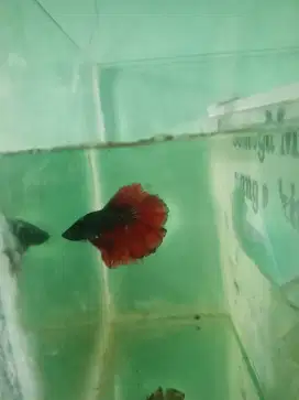 Cupang Halfmoon Rosetail