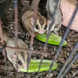 Jual sugar glider caramel indukan sepasang + anak