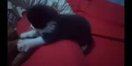 Kitten persiamixhimalaya
