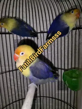Lovebird dewasa & paud