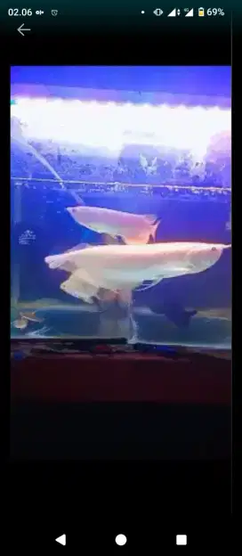 aquarium bending ukuran 60x40 cm
