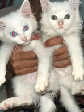 LEPAS ADOPT KUCING