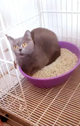 Jual Anak Kucing BSH (British Shorthair) Pure Gen Import Champions !!