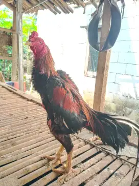 Ayam Bangkok Pacek Jalu
