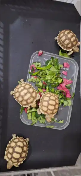 Kura-kura sulcata