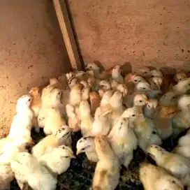 DOC AYAM ELBA - SUDAH VAKSIN