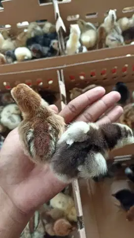 DOC AYAM KUB Grade A super (AYAM KAMPUNG UNGGUL BALITBANGTAN)