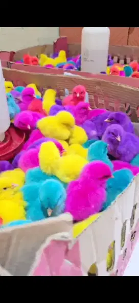 DOC WARNA WARNI AYAM PEJANTAN - Sudah di vaksin