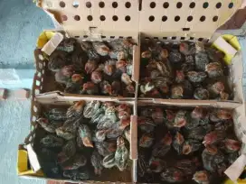 DOC AYAM ARAB - Sudah vaksin