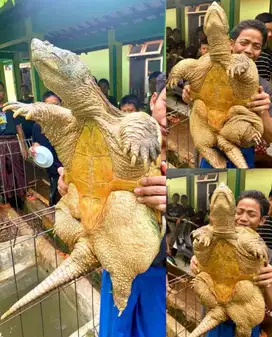 Jual Sepasang Kura-Kura Common Snapping Turtle Jumbo – Langka & Ganas