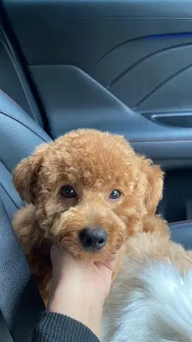 Red Toy Poodle Jantan 8 Bulan