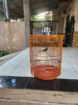Burung Murai Hutan Ternakan Gacor