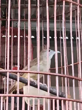 Burung Kapas Tembak Gacor