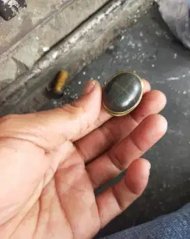 tapak jalak tali kuning lawasan tua