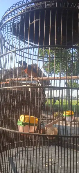 Murai batu balak