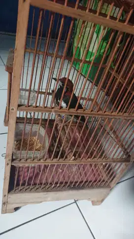 Anis kembang wikplong mulus bs tt