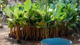 Pohon hias pisang calatea