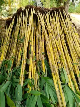 Bambu kuning vanda