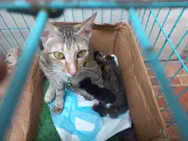 Anak.kucing usia seminggu ada 4ekor