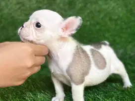 French bulldog puppy