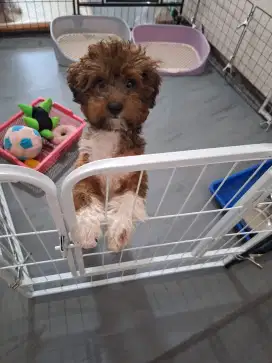 Toy poodle puppy 3bln rare 3color warna langka