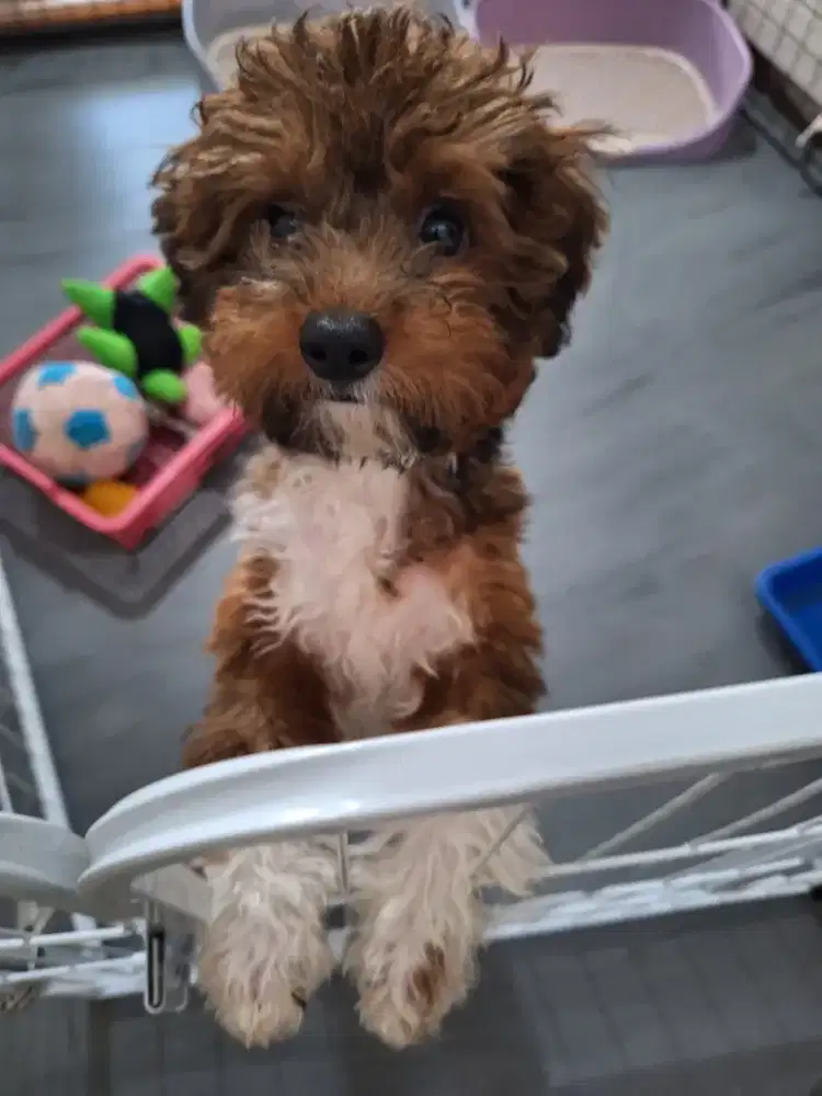Poodle betina rare 3color warna langka