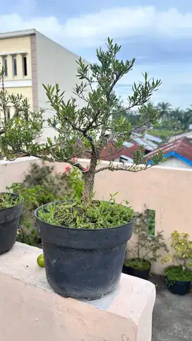 Bonsai Ukuran Sedang
