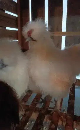 Jual american silkie