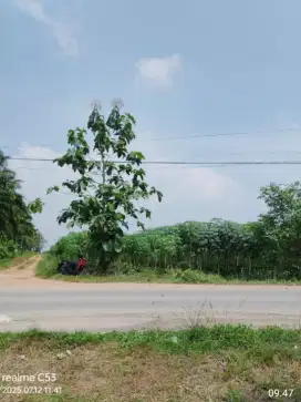 Jual kbn jàti unggul, phn durian dll 32ha tepi jl pd ratu lmpung tngah
