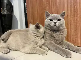 Pacak Kucing Ras BSH