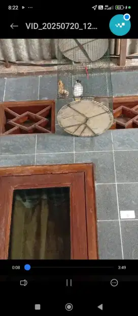 Burung kutilang