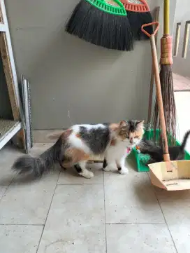 Lepas adopsi indukan Persia