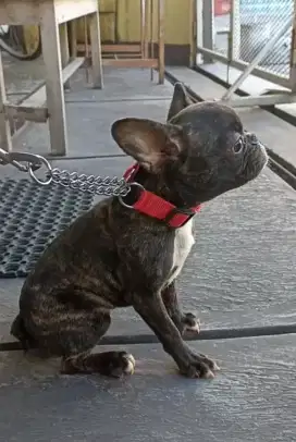 French bulldog betina