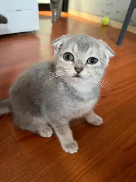 Kitten Scottish Fold x BSH