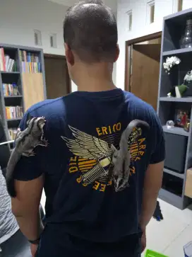 Sugar glider grey sepasang