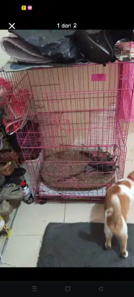 Kandang kucing 2 tingkat