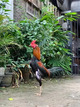 Ayam bangkok x pakoy